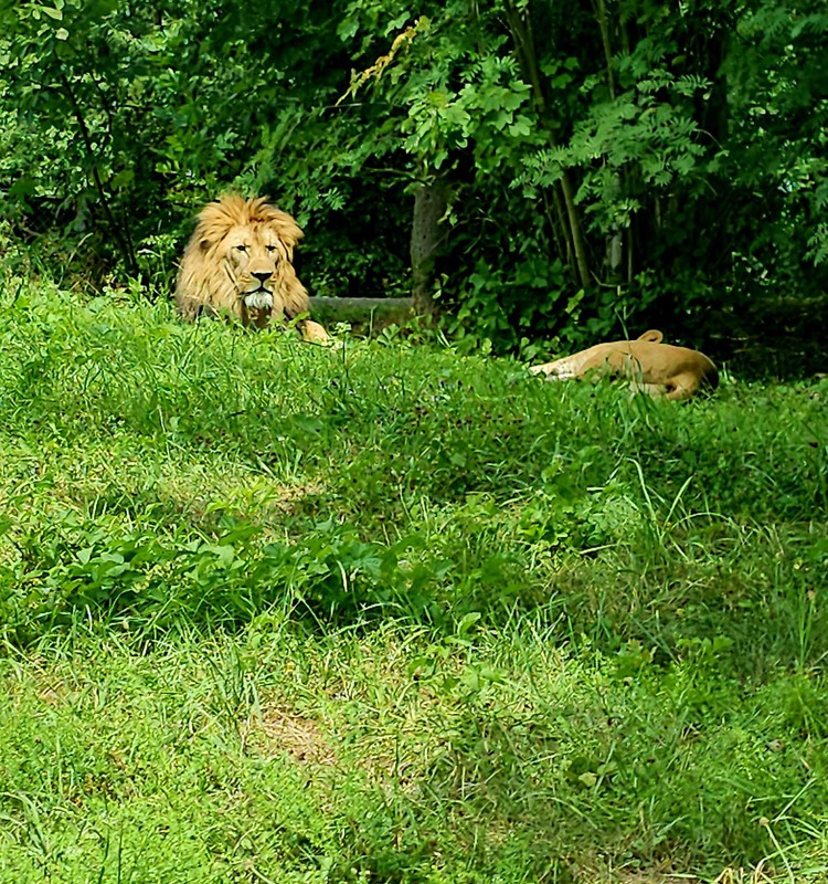 Safari parks- Dvur Kralove zoo