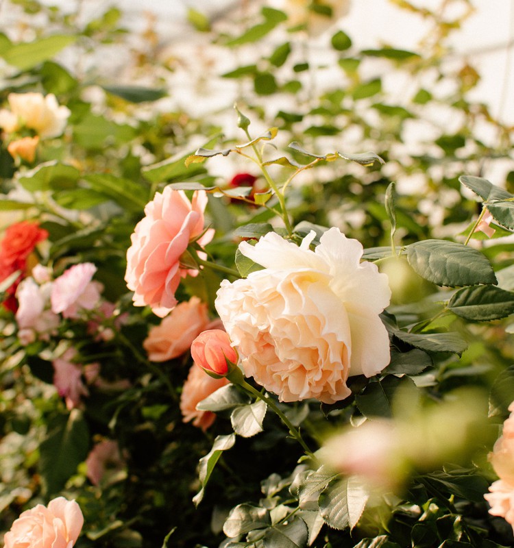 Izstādē apskatāmas vairāk nekā 400 ziedošas rozes