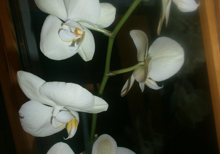 Orhidejas mājoklī