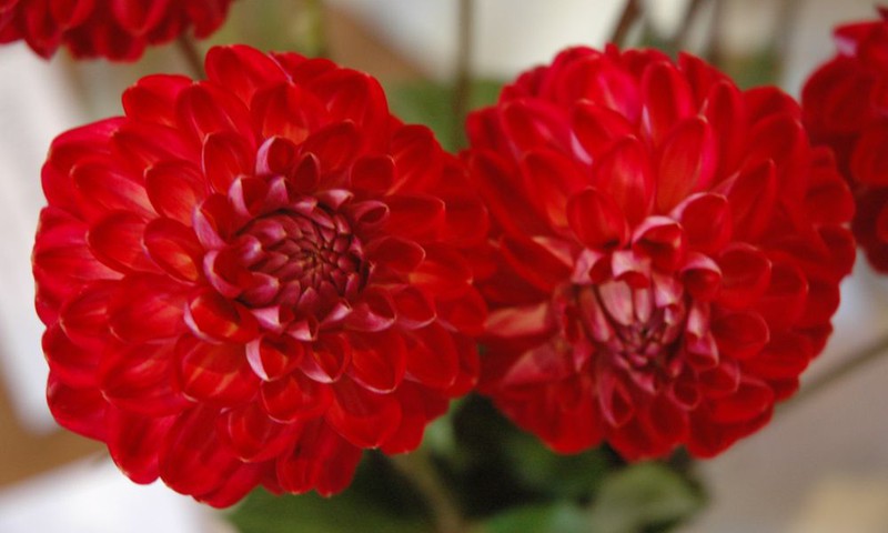 Izstāde „Dāliju parāde 2011”
