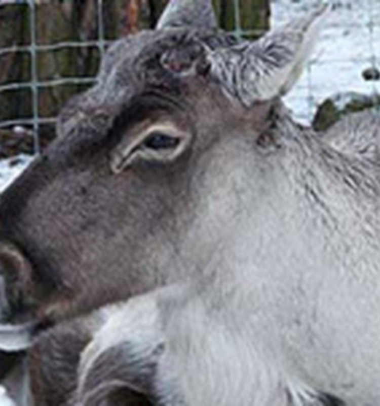 Rīgas Zooloģiskajā dārzā nopietni diskriminēts ziemeļbriežu "ģimenes galva"