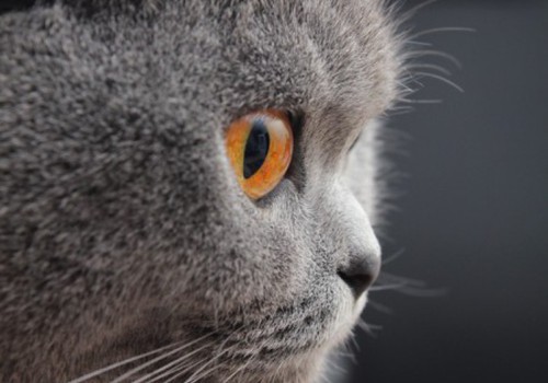 29.OKTOBRIS - Kaķu, kaķīšu un kaķenīšu diena: Uzzini, kas jādara, un laimē!
