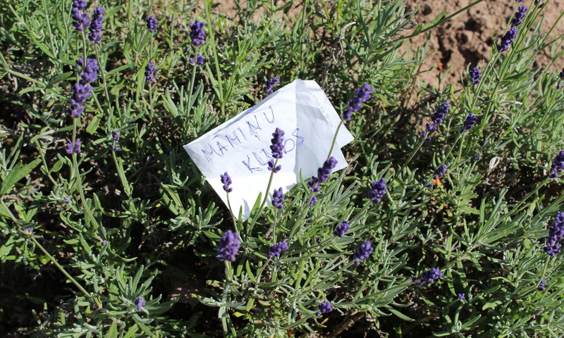 NE-mājās ar mazo: Lilas lavender