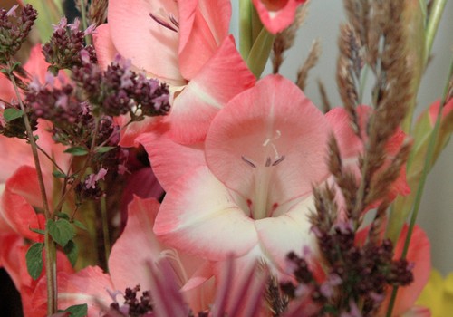 Izstāde „Gladiolas 2013” 