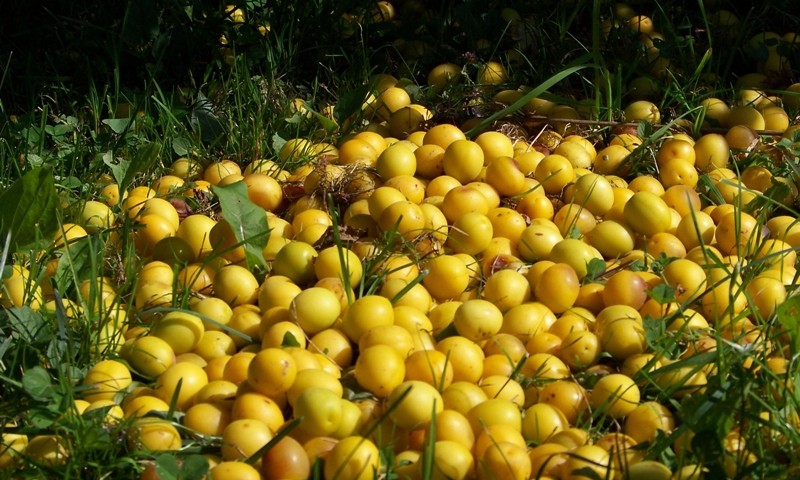 Gatavojam plūmīšu ievārījumu!