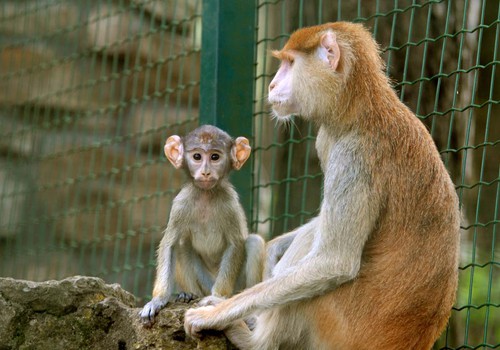 Dzīvnieku ģimeņu dienas Rīgas Zooloģiskajā dārzā