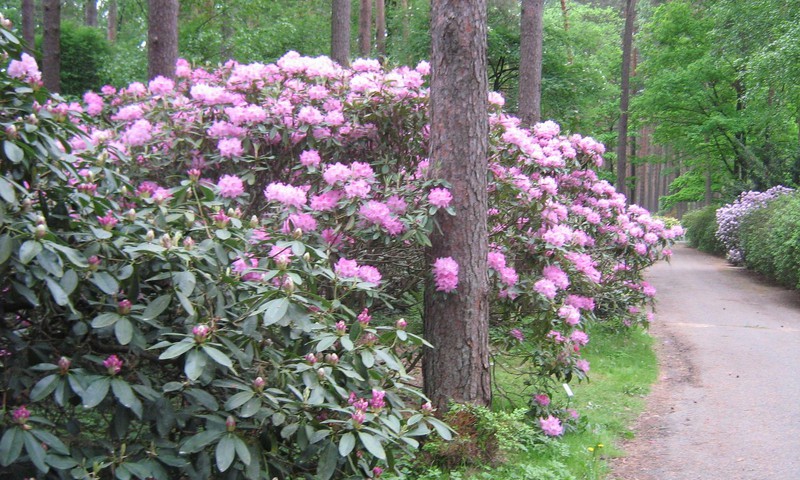 Mans sapnis- rododendru dārzs