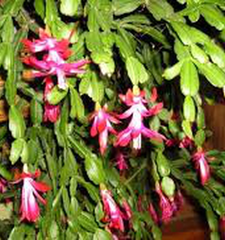 Ziemassvētku kaktuss un citi ziedošie brīnumi