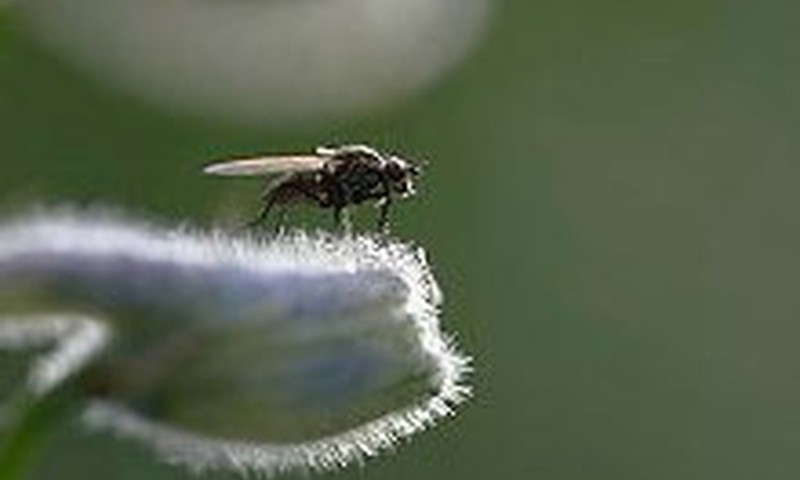 Psiholoģe: bērns var baidīties arī no mušām!