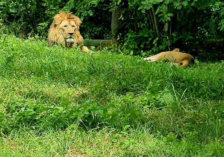 Safari parks- Dvur Kralove zoo