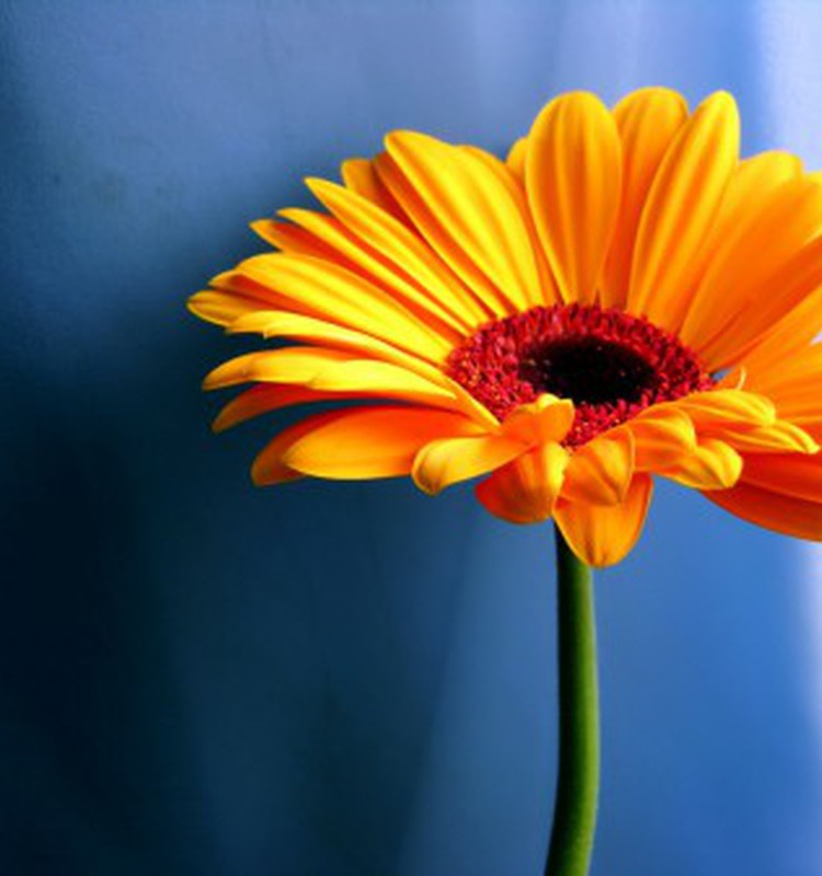 Apsveicam ANNIIA dēliņu Māri Marku 4 mēnešu jubilejā!