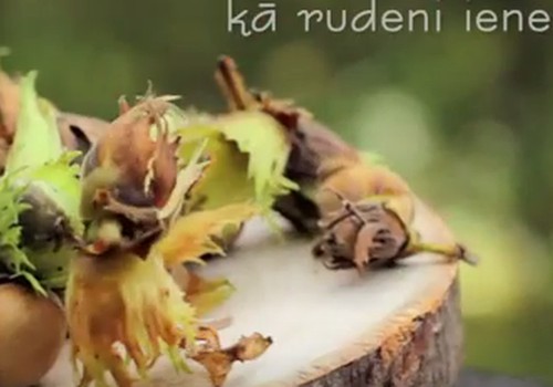 VIDEO: Pagatavo krāšņu rudens dekoru