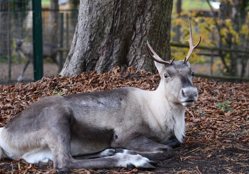 Rīgas Zooloģiskajā dārzā Dzīvnieku dienas 2015