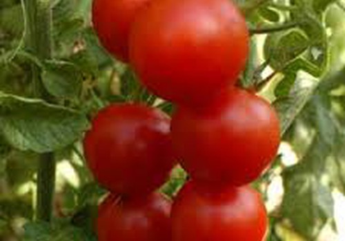 Mani padomi tomātu stādu audzēšanā