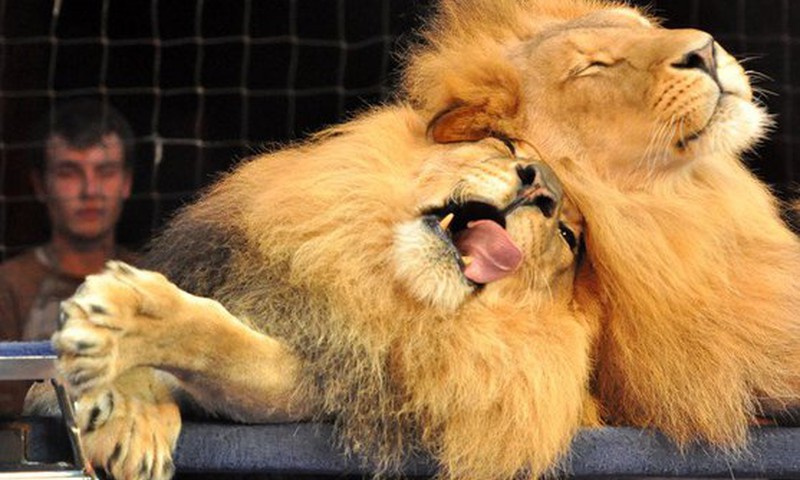 Lauvu impērija – iespaidīgs un interesants šovs!
