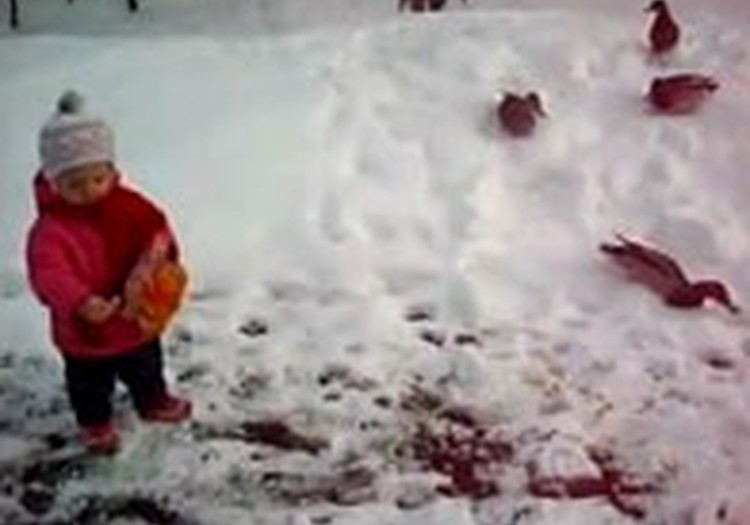 VIDEO: pīļu barošana