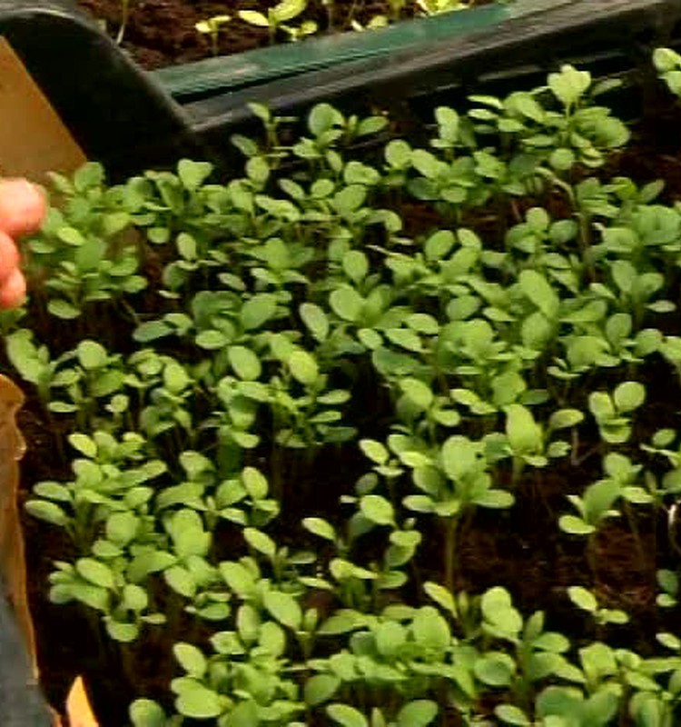 VIDEO: kā plānot ģimenes budžetu neliela uzņēmuma gadījumā?