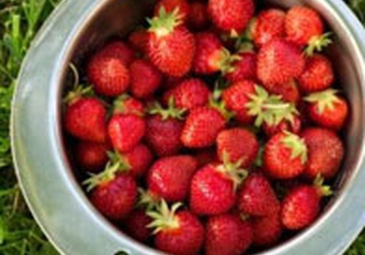 Tikai 100g zemeņu dienā un nepieciešamā C vitamīna deva nodrošināta!