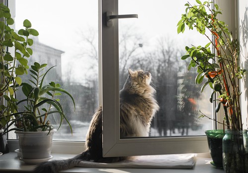 Logi un balkoni vaļā – drauds kaķim