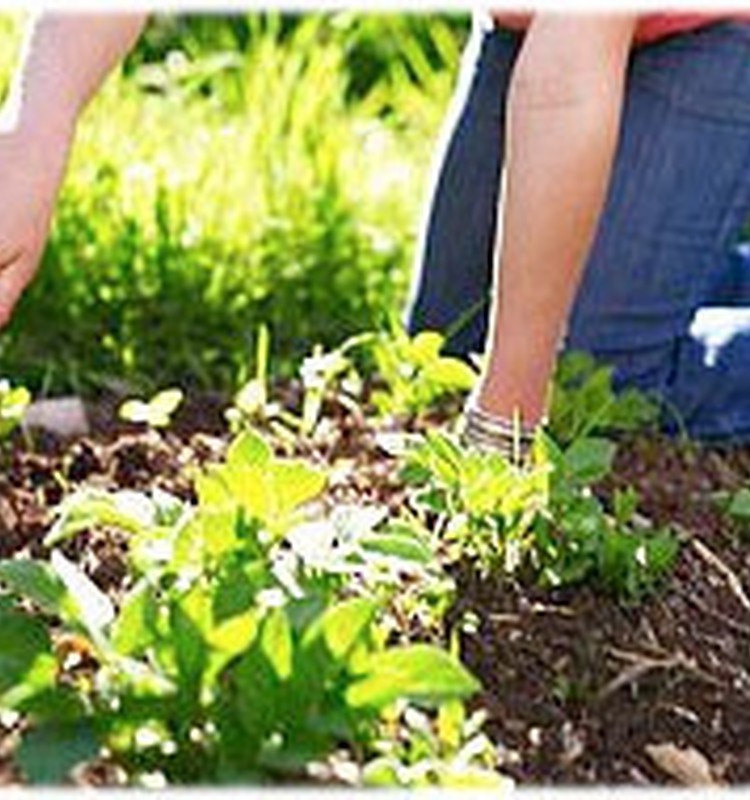 Labs palīgs dārza darbos- Essex ziede: noslēdzies nedēļas testa produkta konkurss