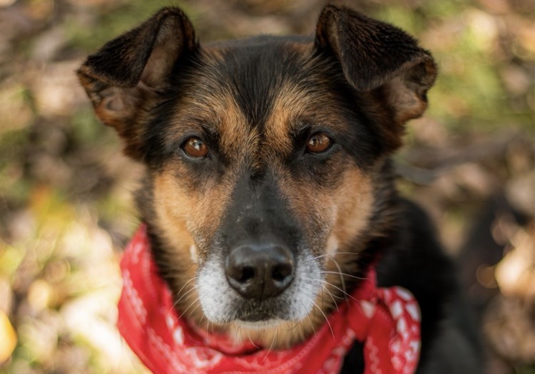 Ar atbildību pret mājdzīvniekiem: “Rīga Plaza” kampaņa “Sasildi ķepaiņus!” aicina palīdzēt patversmes iemītniekiem