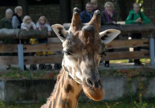 Nosvērtas gan Zooloģiskā dārza žirafes, gan apmeklētāji