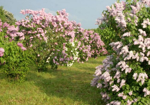 Ceriņu ziedēšanas laikā Dobelē tradicionāli norisināsies Ceriņu svētki 2016! 