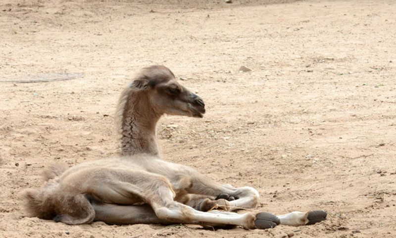 Dāvana apmeklētājiem un kamieļiem Zoodārza dzimšanas dienā!