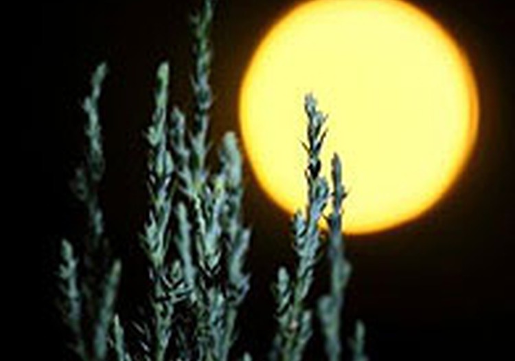 Mēness kalendārs februārim