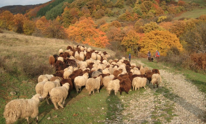 Dabas muzejā notiks ģimenes diena „Mājdzīvnieki un to senči” 
