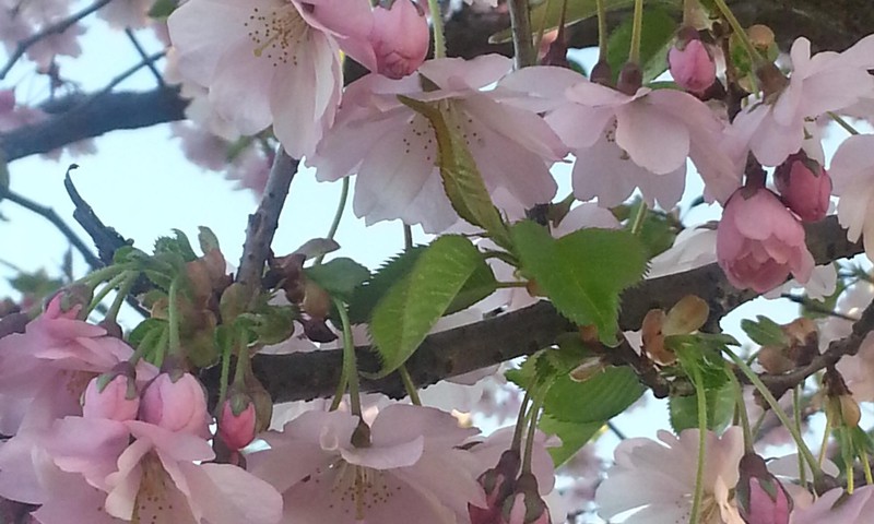 Japāņu ķirši zied Uzvaras parkā - laiks pastaigai!