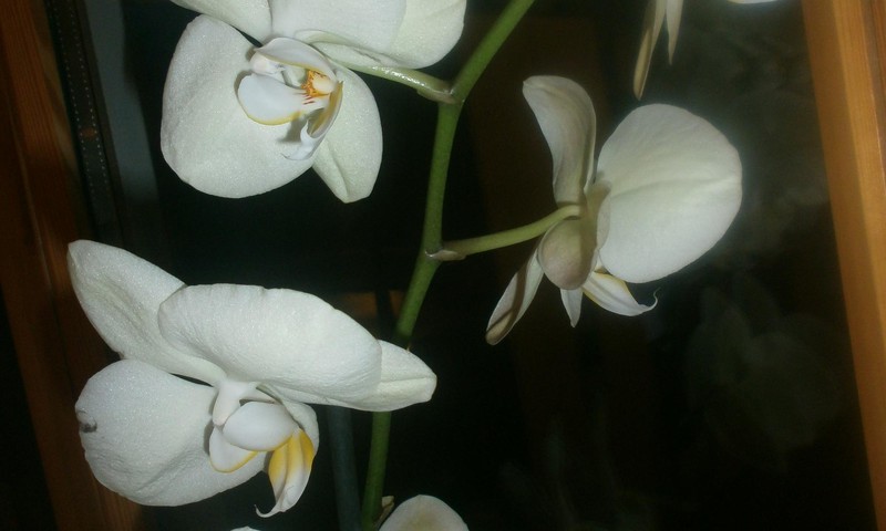 Orhidejas mājoklī
