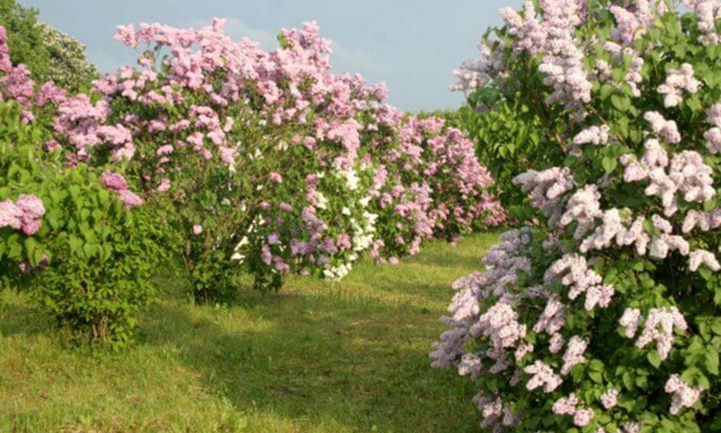 Ceriņu ziedēšanas laikā Dobelē tradicionāli norisināsies Ceriņu svētki 2016! 