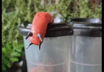 KAILGLIEMEZIM - STOP, ĀBOLAM - PRIEKS!