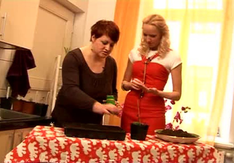 VIDEO: Uz tavas palodzes jau zaļo garšaugi? Ieskaties videopadomā!