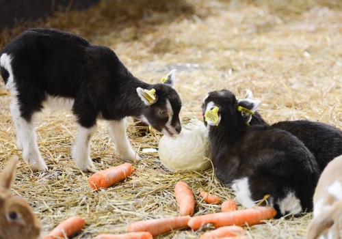 Astaiņi un ķepaiņi aicina uz izstādi “ZooExpo 2017”!