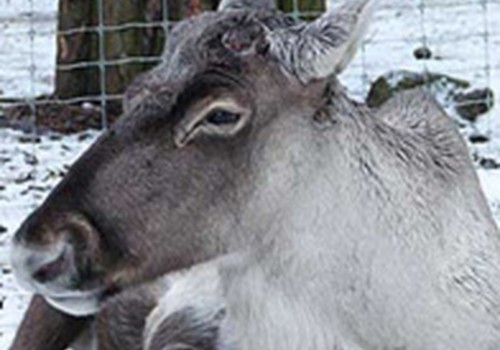 Rīgas Zooloģiskajā dārzā nopietni diskriminēts ziemeļbriežu "ģimenes galva"