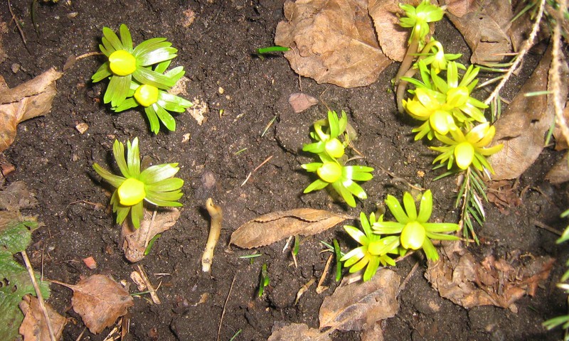 Pirmais pavasara ziediņš - ERANTE   