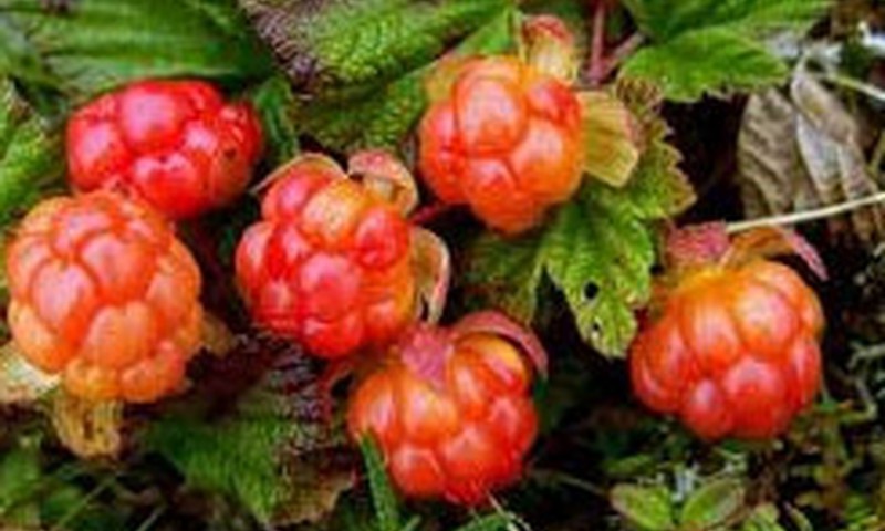 Ļaujies eksperimentiem: mazāk zināmas ogas