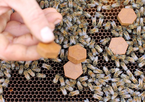 Bišu maize – vietējais nenovērtētais superprodukts