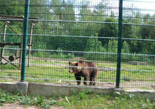 Bijām skatīties lāčus Mežavairogos