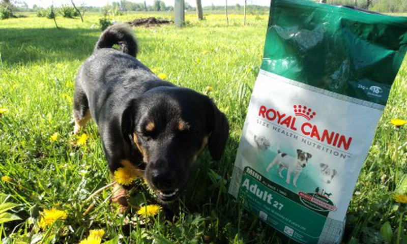 Royal Canin - pats labākais mūsu mīlulim