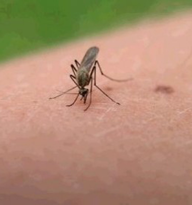 Kā Jūs cīnāties ar odiem un to kodieniem?