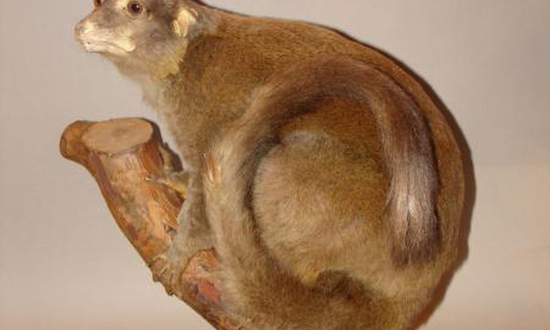 Dabas muzejā notiks ģimenes diena par primātiem