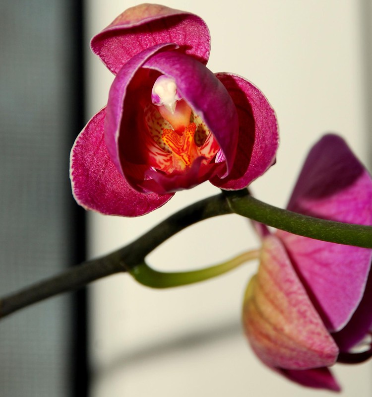 Daiļās orhidejas-Falenopši.