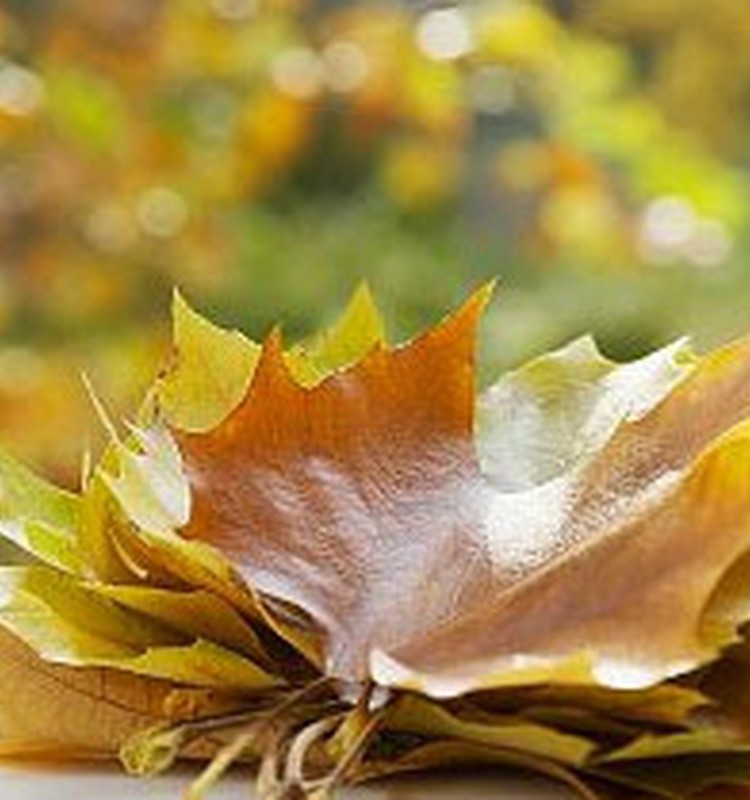 Dienas spēle: Rudens