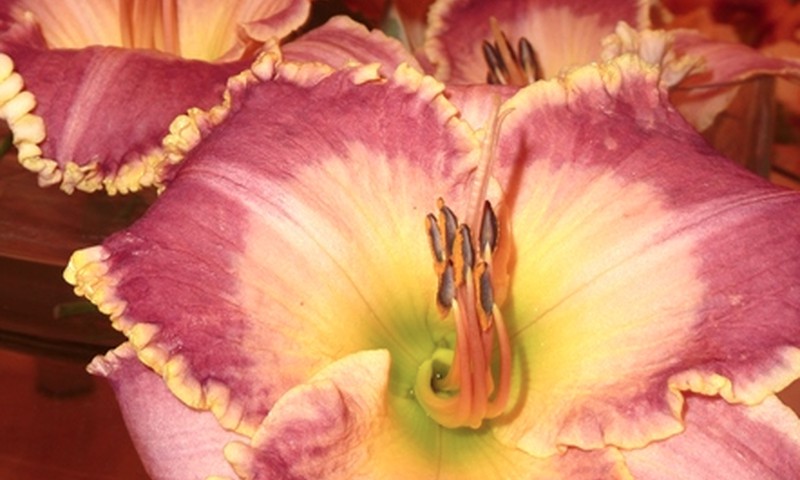 Izstāde „Praktiskās dienlilijas”– ziedi aizņemtiem cilvēkiem