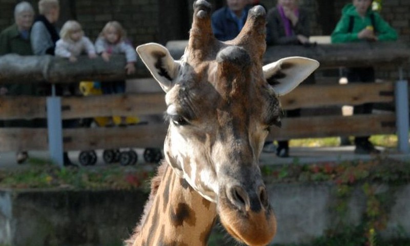 Nosvērtas gan Zooloģiskā dārza žirafes, gan apmeklētāji