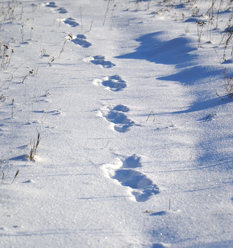 Ziemas prieki svaigā gaisā: idejas rotaļām sniegā kopā ar bērnu