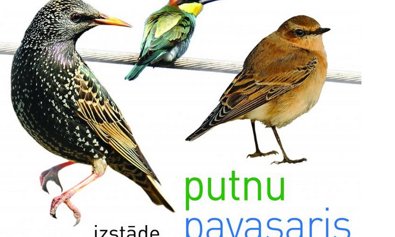 Putnu pavasaris Dabas muzejā
